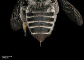   Megachile apicalis  female abdomen, photo: Colleen Meidt 
