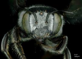   Megachile townsendiana  female face, photo: Jeni Sidwell 
