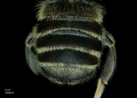   Megachile albitarsus  male abdomen, photo: Jeni Sidwell 
