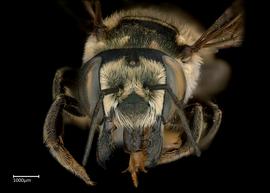   Megachile albitarsus  female face, photo: Colleen Meidt 
