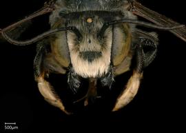   Megachile priuna  male face, photo: Shaun Heller 

