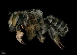   Megachile priuna  male lateral habitus, photo: Shaun Heller 

