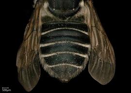   Megachile priuna  female abdomen, photo: Shaun Heller 
