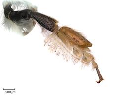   Megachilenbsp;fidelis nbsp;male front leg, photo: Colleen Meidt 
