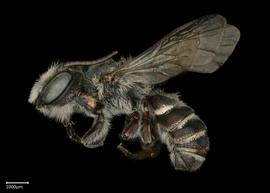   Chelostomoides angelarum  male lateral habitus, photo: Brooke Bagot 
