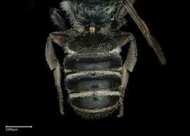   Chelostomoides angelarum  male abdomen, photo: Brooke Bagot 
