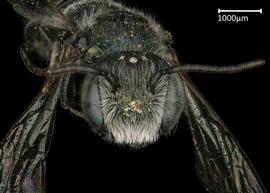   Chelostomoides angelarum  male face, photo: Brooke Bagot 
