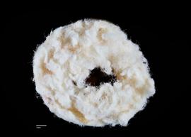   Anthidium formosum  nest
