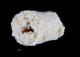   Anthidium formosum  nest 
