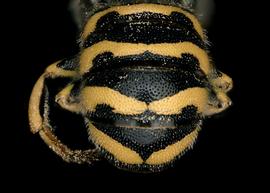   Dianthidium ulkei  male abdomen, photo: T. Brady 
