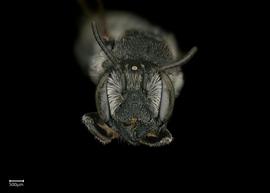  Chelostomoides angelarum nbsp;female face, photo: Colleen Meidt 
