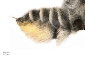   Megachilenbsp;lippiae nbsp;female abdomen, photo: Joshua Hengel 
