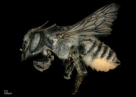   Megachile texana  female lateral habitus, photo: Jeni Sidwell 
