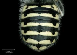   Anthidium tenuiflorae nbsp;female abdomen, photo: Chelsey Ritner 
