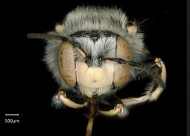   Anthidium labergei nbsp;male face, photo: Chelsey Ritner 
