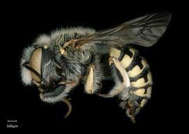   Anthidium labergei nbsp;male lateral habitus, photo: Chelsey Ritner 
