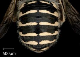   Anthidium atrifrons nbsp;female abdomen, photo: Tevan Brady
