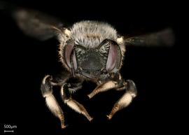   Anthidium atrifrons nbsp;female face, photo: Tevan Brady 
