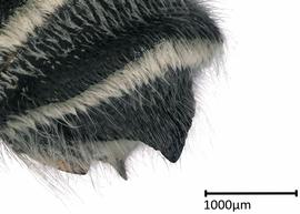   Megachile umatillensis nbsp;male apical terga, photo: Colleen Meidt 
