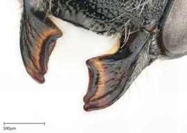   Megachile subanograe nbsp;female mandibles, photo: Joshua Hengel 
