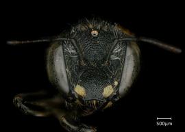   Anthidium maculosum nbsp;female face, photo: Jeni Sidwell 
