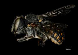   Anthidium maculosum nbsp;female lateral habitus, photo: Jeni Sidwell 
