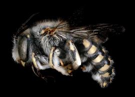  Anthidium cockerelli male lateral habitus, photo: C. Ritner 
