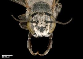   Megachile rotundata  male face, photo: Colleen Meidt 
