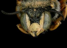   Rhodanthidium septemdentatum  male face, photo: C. Ritner 
