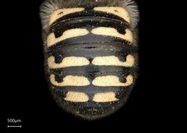   Anthidium emarginatumnbsp; female abdomen, photo: Tevan Brady 
