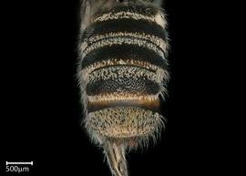   Hackeriapis sp.nbsp; male abdomen, photo: Colleen Meidt 
