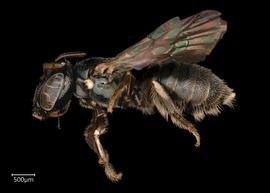   Ceratina australensis  ?female lateral habitus, photo: Joshua Hengel 
