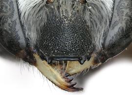   Anthidium cockerelli  female clypeus, photo: C. Ritner 
