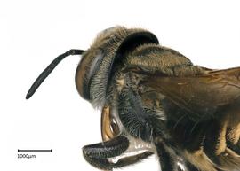   Megachile microsoma nbsp;female head preoccipital carina, photo: Joshua Hengel 
