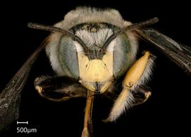   Anthidium edwardsii nbsp;male face, photo: Tevan Brady 
