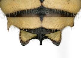   Anthidium paroselae  male, dorsal view of seventh tergum (T7), photo: Jeni Sidwell 
