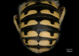   Anthidium pallidiclypeum nbsp;female abdomen, photo: Jeni Sidwell 
