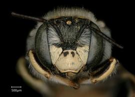   Anthidium pallidiclypeum nbsp;female face, photo: Jeni Sidwell 

