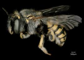   Anthidium pallidiclypeum nbsp;female lateral habitus, photo: Jeni Sidwell 
