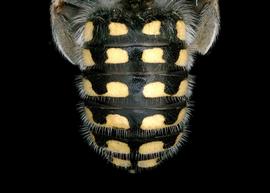   Anthidium cockerelli  male abdomen, photo: T. Brady 
