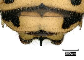   Anthidium pallidiclypeum nbsp;male, dorsal view of seventh tergum (T7), photo: Jeni Sidwell 
