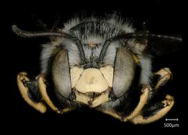   Anthidium pallidiclypeum nbsp;male face, photo: Jeni Sidwell 
