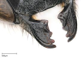   Megachile   pollinosa nbsp;female mandibles, photo: Joshua Hengel 
