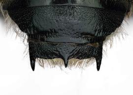   Anthidium rodriguezi  male, dorsal view of seventh tergum (T7), photo: Chelsey Ritner 
