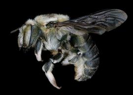   Anthidium rodriguezi  female lateral habitus; photo: Jeni Sidwell 
