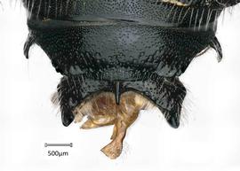   Anthidium parkeri  male, dorsal view of seventh tergum (T7), photo: Chelsey Ritner 
