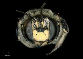   Anthidium parkeri  male face, photo: Chelsey Ritner 
