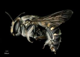   Anthidium parkeri  male lateral habitus, photo: Chelsey Ritner 
