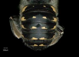   Anthidium parkeri  male abdomen, photo: Chelsey Ritner 

