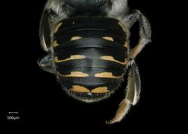   Anthidium parkeri  female abdomen, photo: Chelsey Ritner 
